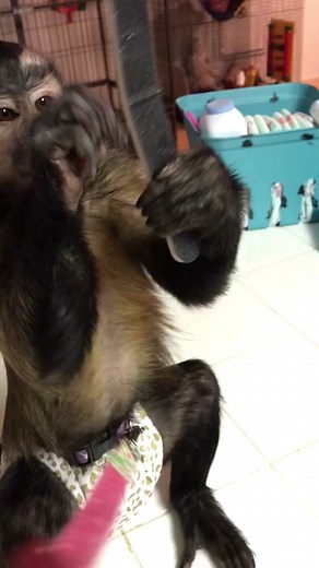 This monkey means business 🙉💅 #afv #monkey #animals #voiceover