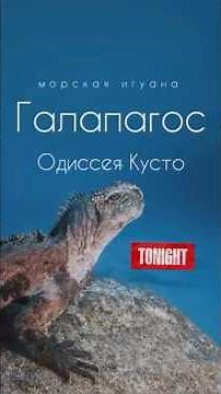 Галапагосские острова: 1971 год - Одиссея Кусто