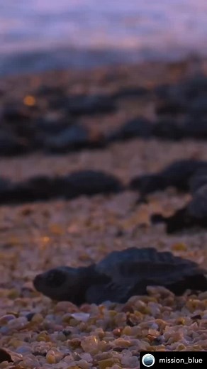 13 reactions | Repost from our friends at @mission_blue How can you...