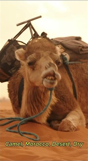 Desert Caravan in Morocco 🐪 | Stunning Camel Journey in the Sahara