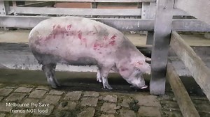 6.6K views · 456 reactions | Melbourne Pig Save 'Small scale pig...