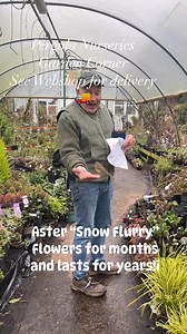WEBSHOP https://pergolanurseries.ecwid.com ASTER “SNOW FLURRY” low growing hardy Aster that flowers in summer and autumn . Flowers are white and star like . Height 30 cm spread 80 cm . Loves spreading on banks or front of beds . Flowers for months and lasts for years . Good in sun or half shade . Totally winter hardy. Planting time is from now . Available in WEBSHOP https://pergolanurseries.ecwid.com ALL IRELAND DELIVERY 🚚 32 Counties Pergola Nurseries Garden Corner, Virginia, Co Cavan “A garde