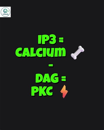 The IP3 DAG Pathway Explained 🧬 Physiology 101