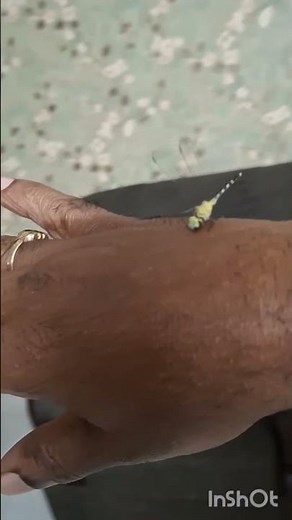 Playing With Dragonfly | Cute Dragonfly Fun Moments