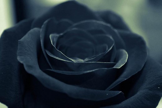 11 Black Rose Spiritual Meanings: Relationship & Love