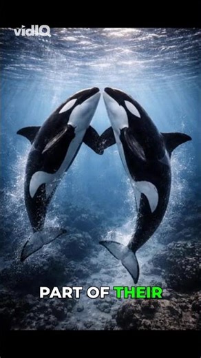 Orcas Could Kill Humans… So Why Don’t They?