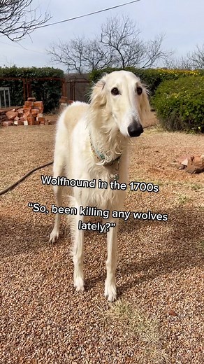 Retro Borzoi Dogs in the 1700s: A Magical Connection to My Ancestors