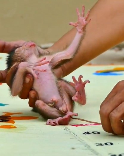 108K views · 1K reactions | Orphaned baby monkey | Entertainment Monkey Galaxy | Facebook