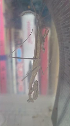 암컷 왕사마귀 6령으로 탈피 #왕사마귀 #사마귀 #약충 #종령 #암컷 #탈피 #곤충 #insects #bugs #익충
