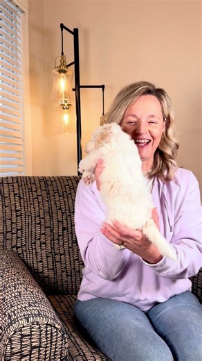 Forrero the Petite Mini Sheepadoodle