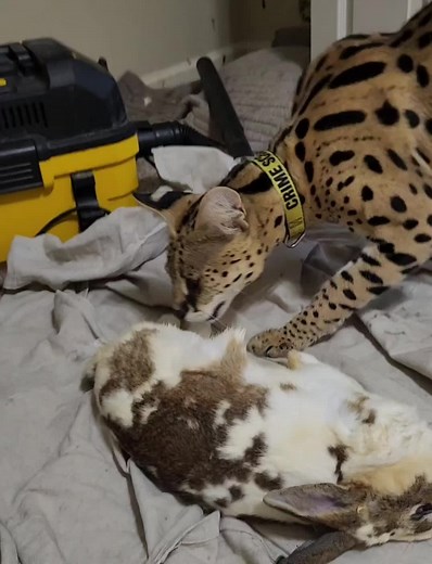 Serval Cat Enjoys Whole Prey Diet: Rabbit Mealtime