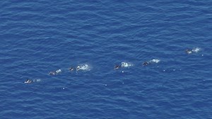 Erst gerettet, als die Menschen in Seenot bereits zum Schiff schwammen, dann die geretteten Menschen doch an die sogenannte Libysche Küstenwache ausgeliefert. Ein trauriger Rückblick auf einen weiteren illegalen Push-Back, bei dem das Versorgungsschiff VOS Triton zuerst viel zu spät rettete und dann dafür sorgte, dass die geretteten Menschen gegen das Völkerrecht nach Libyen zurückgeschleppt wurden. --- People in distress where only rescued when they were already swimming to the ship, but after 