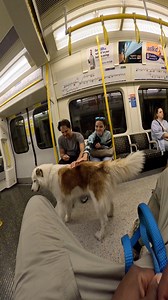 1.8M views · 10K reactions | Train interactions with my dog!! #husky #dog #doglover #train #subway #viral #petsofinstagram | Viola Snow | Facebook