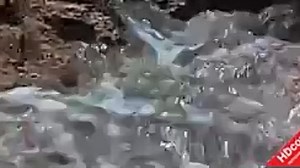 1974 Animals Are Beautiful People