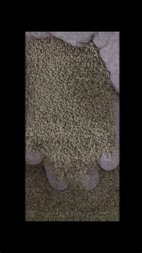 BEST QUALITY LUCERNE PELLETS & BALED HAY 🔹Suitable for Dairy Cows, Beef Cattle, Goats, Sheep and Pigs. 🔹Rabbit Pellets. 🔹Calf Pellets. 🔹Poultry/Chicken Pellets. 🔷LUCERNE PELLETS @ KES 150 PER KG. 🔷 LUCERNE HAY @ KES400 PER BALE. Shop with Gicheha Holdings for quality livestock feed and fodder.lu We are situated at SOBEA NAKURU COUNTY WE DELIVER by Courier and PSV Services. 📞 0786-895-731 #seeds #fodder #pellets #delivery #seed