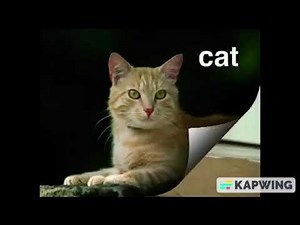 Baby Einstein The Cat Scene