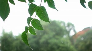 SAS程序员统计编程技能系列录播课程（w993322550）