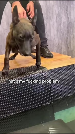 Exploring Purpose Bred Mutts: A Dog Lover's Future