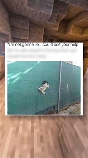 Dogs Being Absolutely Ridiculous #dogmemes #funny #viral