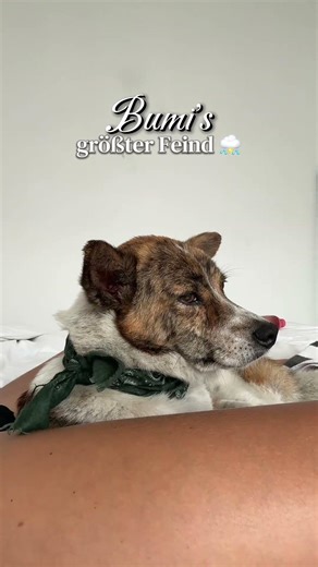 Mein kleiner Straßenhund hatte Angst vor Gewitter 🥺⛈️