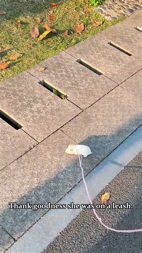 Funny hamster 🐹 #animailsoftiktok #pet #fyp #funny #hamster | Funny Hamster Videos