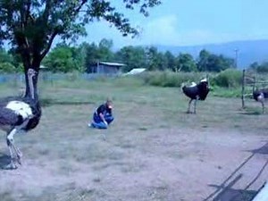 Ostrich Attacks Man