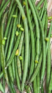 Ejote de invierno | Un poco de Todo