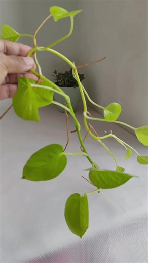 Happy to "sprout" some happiness today! 🪴☕️ What do you think of this tiny tea-cup garden? Would you try this? Let me know in the comments! #neonpothos #plantdecor #cupsaucer #cupplanter #homeplant #gardening #plantmom #instadaily #viralreels #plantsmakepeoplehappy #plants #naturelovers #fblifestyle #trending #pebbles #pothosdecor | arboplanta