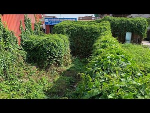 Overwhelmed by the large vegetation covering the cleaned up abandoned house - Strangely satisfying