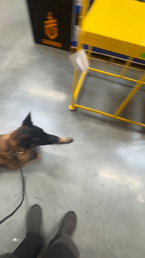 Had a great group of Dog training together at homedepot on Tuesday. | Southern Oregon Dog Training