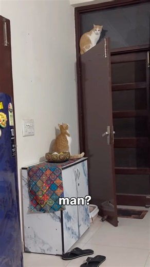 John Cena As A Cat😂🤩😼 #funnycats #cat #pets #memes #cute #animals