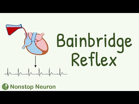 Bainbridge Reflex - How Increased Atrial Pressure Increases Heart Rate?