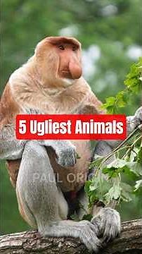 Top 5 Ugliest Animals on Earth! 🌍👾