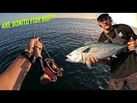 IT SNAPPED THE HOOK! Fly fishing for Tuna on the Sunshine Coast