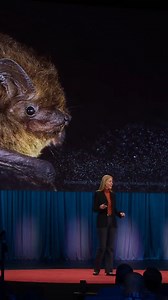 74K views · 487 reactions | Here’s how technology is helping us decode animal sounds that we can’t even hear: #KareBakker #Animals #Technology | TED | Facebook