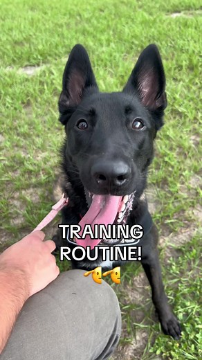 Fun-filled Dog Training Routine with Belgian Malinois