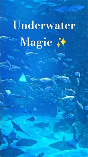 The Best Aquarium in the World?