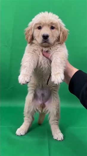 Unleash Your Creativity with AI: Micro-Trial Battles on SuiBian App