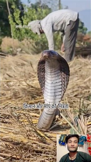 ￼Kishan Our snake ki Dosti 🐍👍😄 #shorts #snake #viral #trending #krishna