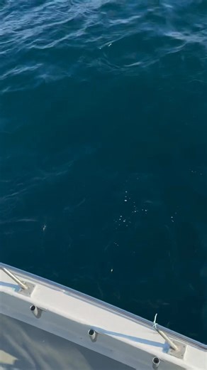 Both boats had nice blue fishing today! We did not find any Bonito today, but we are still keeping an eye out every day. Tomorrow’s 6:30 AM trip is already sold out! However our 9 AM half-day trip has plenty of space. Both trips will be looking for blues and Bonito. Sunday has plenty of space. Hope to see you aboard. | Queen Mary Party Fishing Boat and Charters