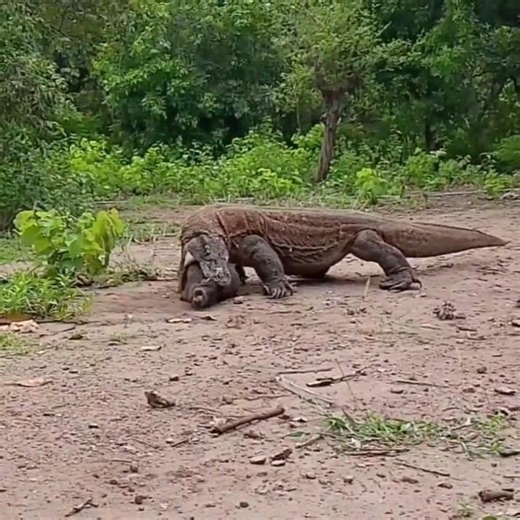 The Male Komodo Dragon Tried To Carry The Pig's Head Away