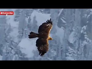 Animal Documentaries: Epic Sky Hunter: Golden Eagle vs. Wolf in the Tibetan Plateau