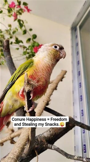 A free bird is a happy bird until I try to put him back in the cage.😛