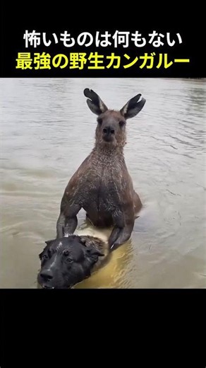 怖いものは何もない最強の野生カンガルー