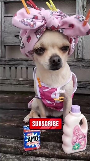 😂🐶 CACHORROS COM NOMES ENGRAÇADOS 2026! #animal #cachorro #viral #humor