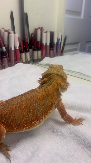 Exploring the World of Reptile Pets