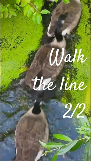 Walk the line 2/2 ...Canada Geese on the lake