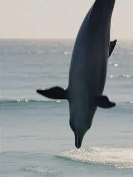 Dolphin Backflip Fail = Pure Chaos! 🐬🤸‍♂️💦 #Shorts