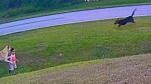 Heroic moment German Shepherd protects Florida boy from dog attack