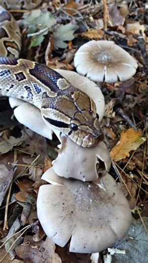 😮 A big python snake is eating mushroom #snakevideo #pythonsnake